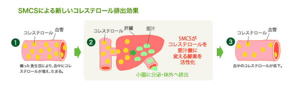 豆乳とコレステロール