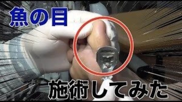 取材動画　魚の目編